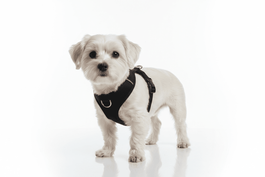 Loyal Pup - www.nimloadshop.com